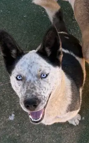 Pal & Blue Eyes-Adopted 2/28/26 photo 2
