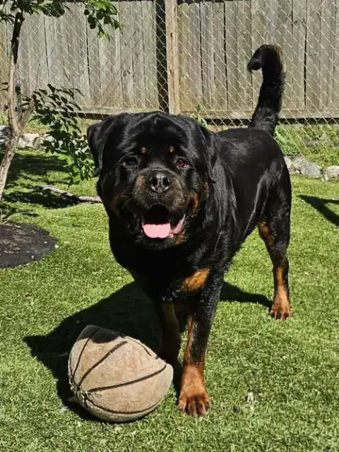 Big Poppa