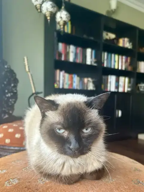 Mocha photo 5
