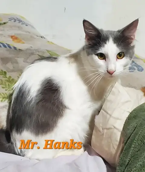Mr Hanks