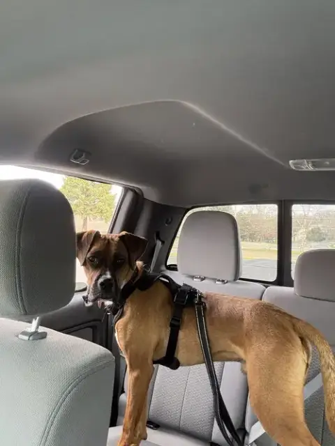 Zarek *Adoptionpending*