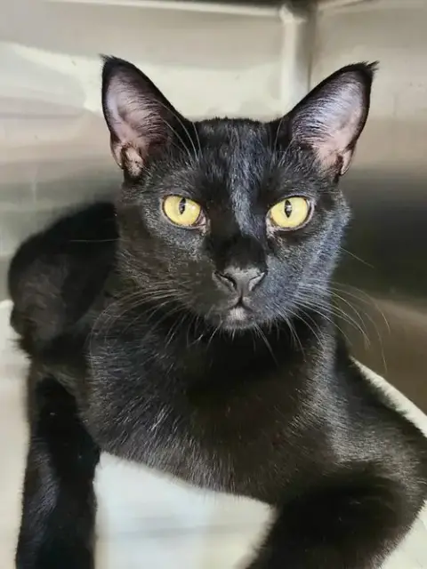 Melba