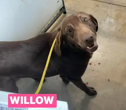 Willow