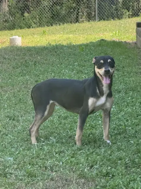 Trixie photo 4
