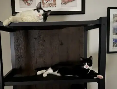 Moo Moo photo 3