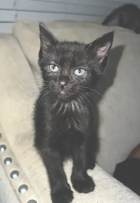 Houston Astros Kittens! photo 3
