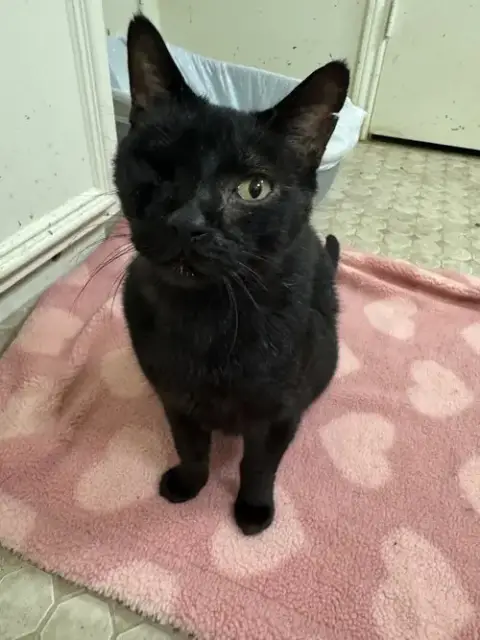 Kit Kat