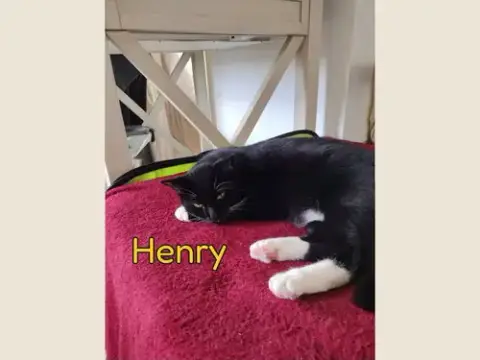 Henry photo 3