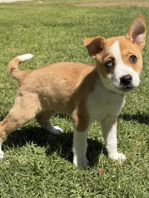 Ziggy photo 4