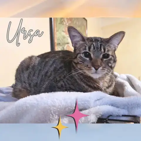 Ursa