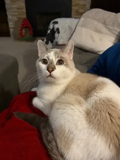 Beau