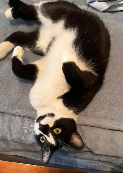 General Meow photo 4