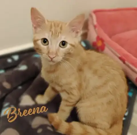 Breena #Little-Girl-Big-Opera-Voice