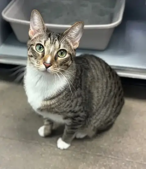 Pebbles
