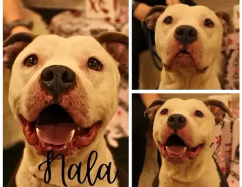 Nala photo 2