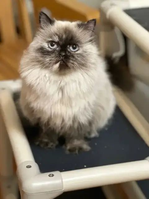 Princess Buttercup photo 2