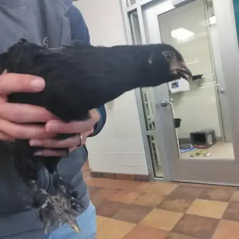 Truffle