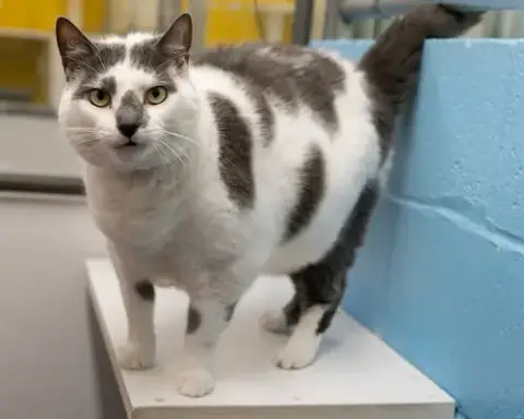 Percy
