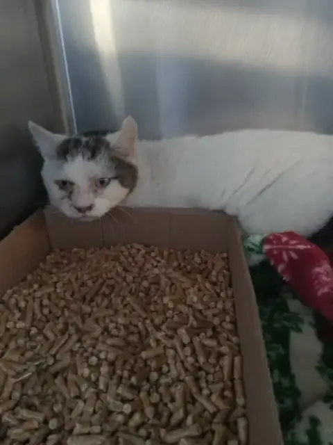 Corona- Fiv+ photo 3