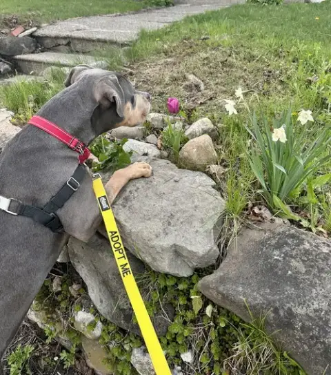 Bijou photo 2