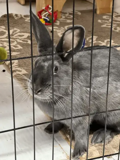 Petunia
