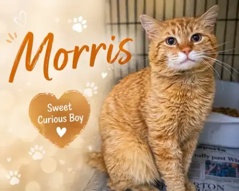 Morris photo 2