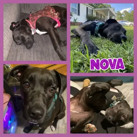 Nova photo 3