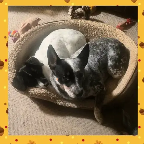 Teddy & Lisa Bonded Pair photo 3