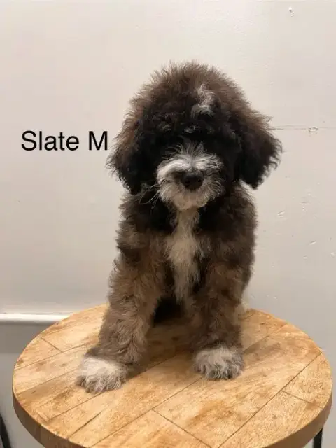 Slate #2247