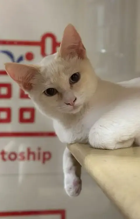 Tico