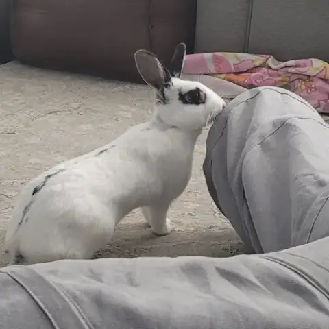 Poppy Rabbit