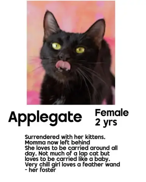 Applegate photo 2