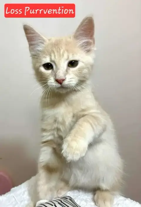Loss Purrvention photo 3
