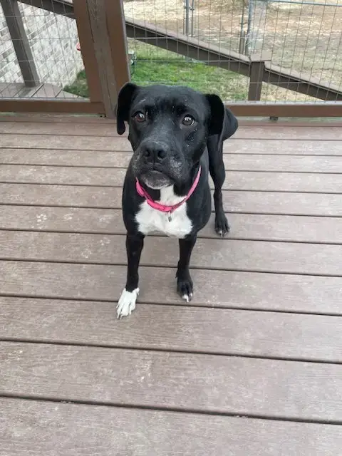 Pepper photo 2