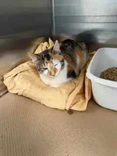 Mittens