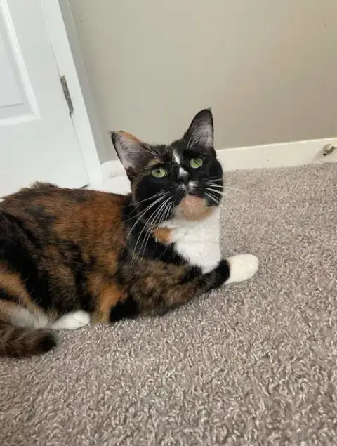 Gracie