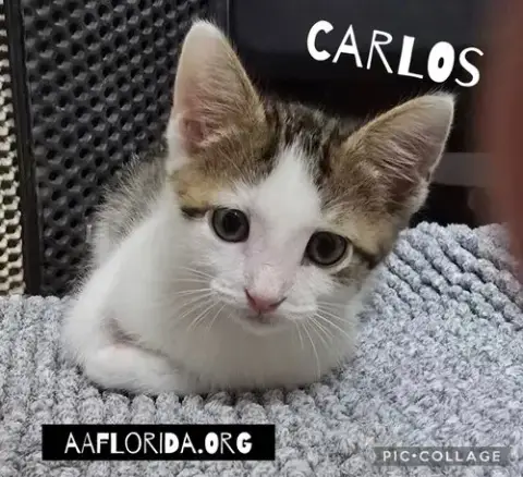 Carlos & Captain photo 5