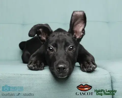 Diesel photo 3
