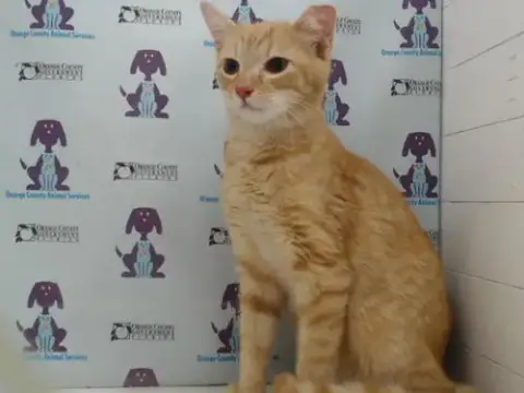 Chester