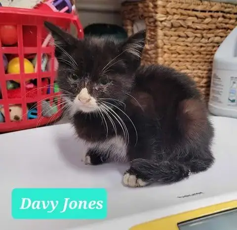 Davy Jones photo 4