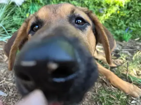 Dexter photo 3