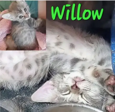 Willow photo 4