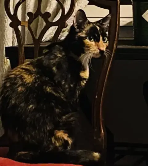 Petunia photo 3