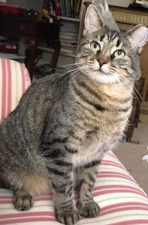 Lea