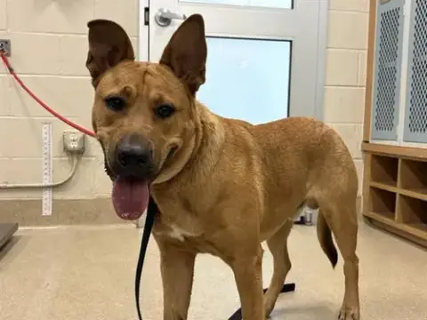 Roo