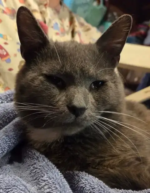 Winston