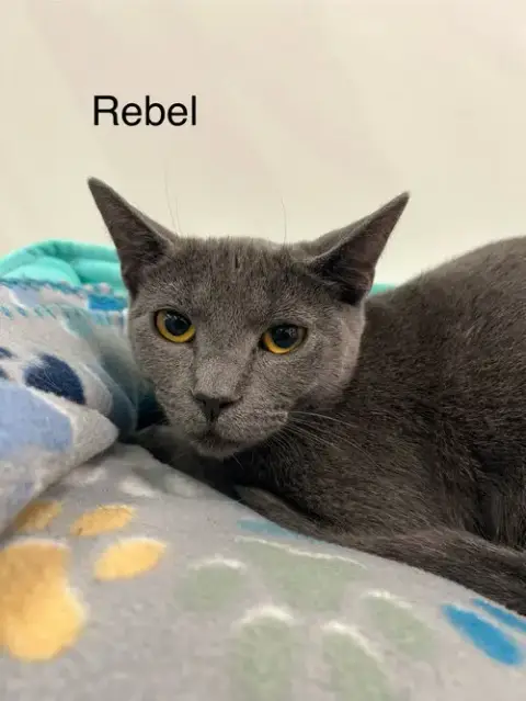 Rebel photo 3