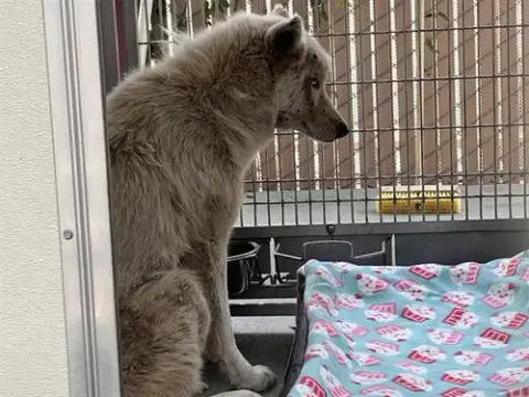 Remus