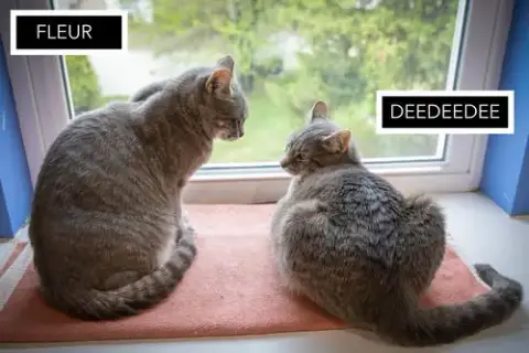 Deedeedee photo 3