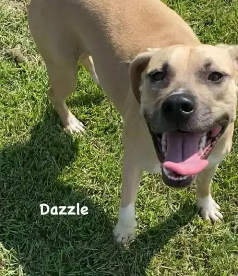 Dazzle photo 2